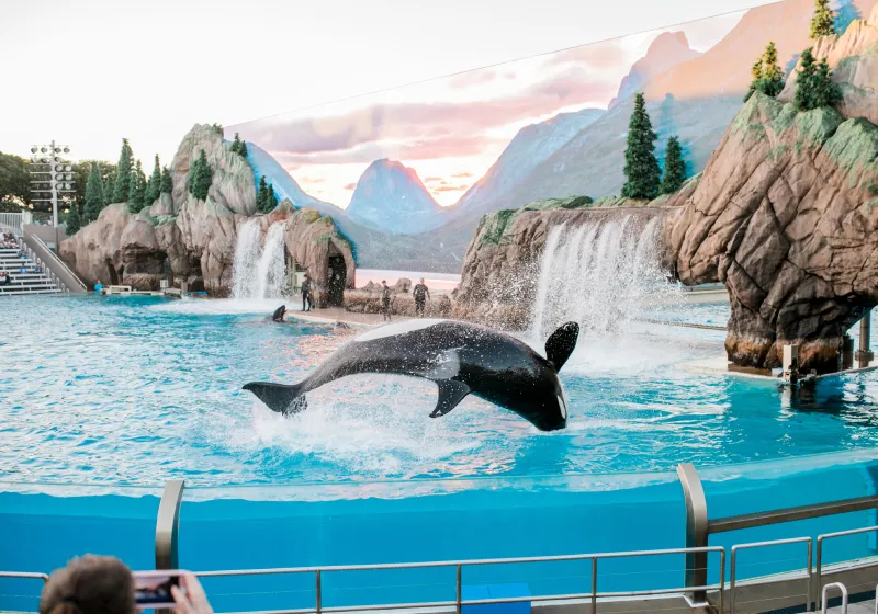 parque aquático com baleia orca