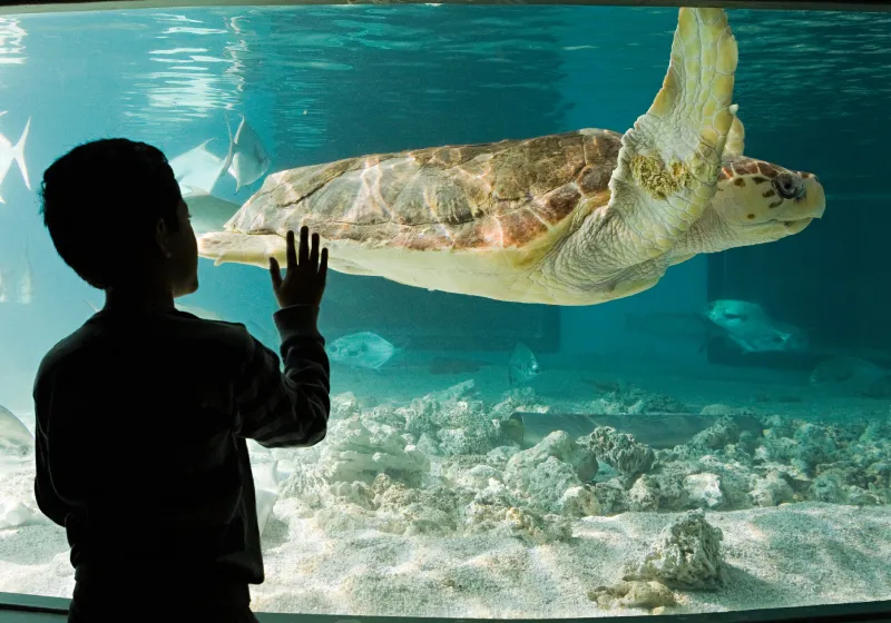 menino observando tartaruga marinha no aquário