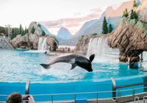 orca pulando num tanque de aquário de atrações