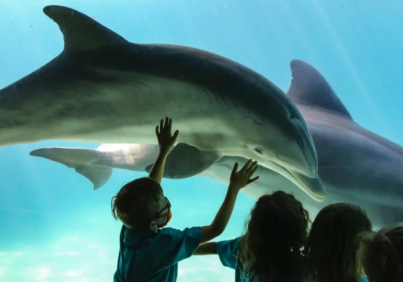 crianças vento golfinhos no aquário 