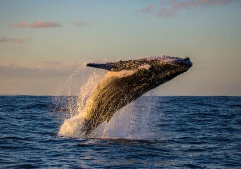 Baleias Jubarte pulando para cima no mar 