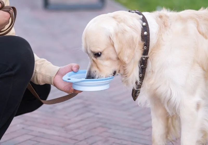 pessoa segurando um pote para o cachorro beber agua 