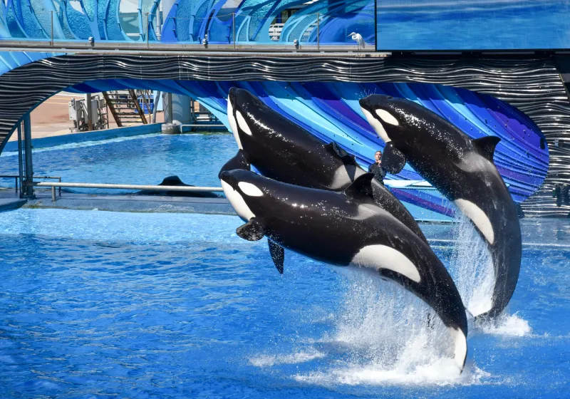 três orcas pulando em um parque aqui aquático 