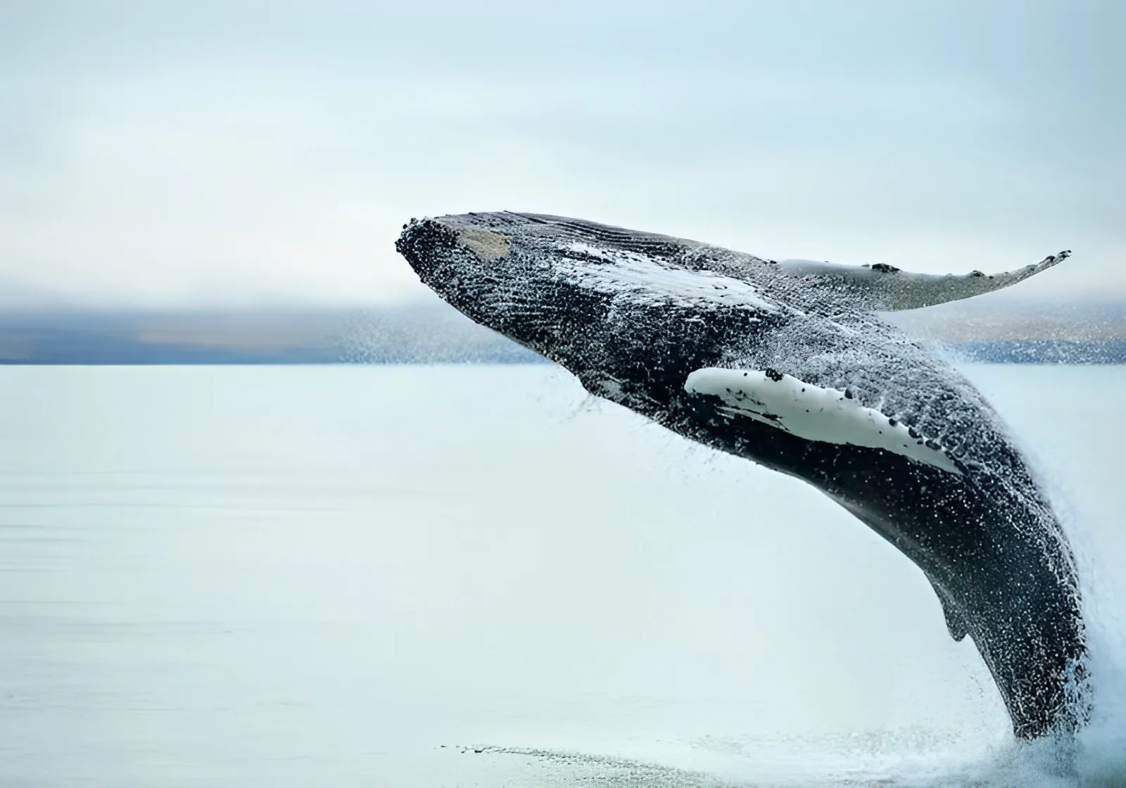 baleia saindo pulando para fora da agua
