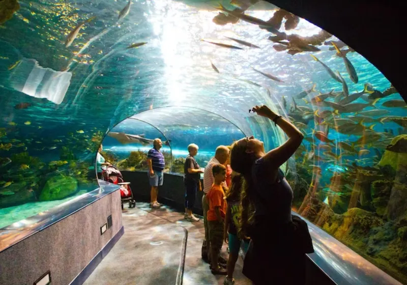 Várias pessoa olhando peixes no aquário 