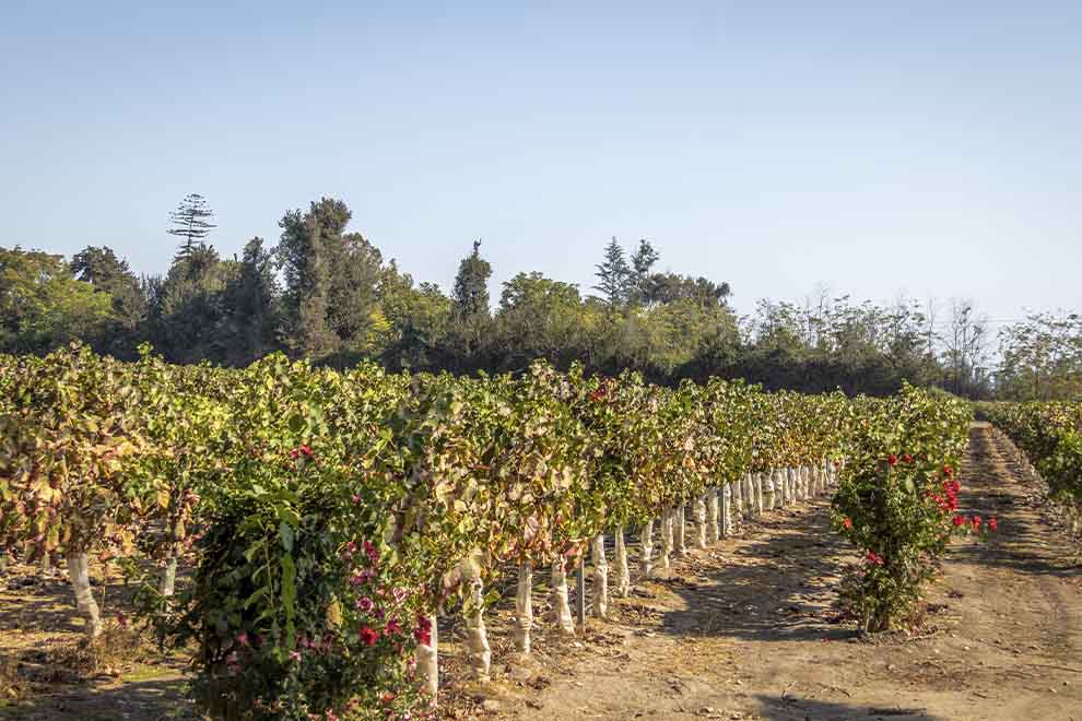 Vinícola em Santiago no Chile, com diversos pés de uva ao redor, durante o dia. 