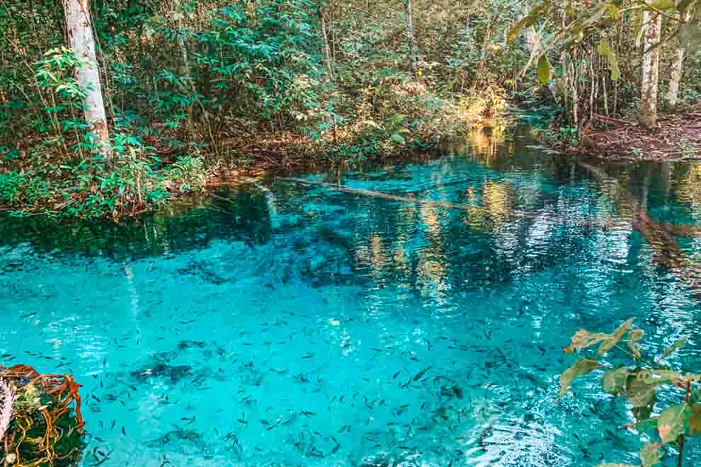 Água cristalina de um riacho em meio à floresta