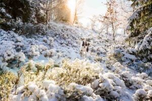 Cachorro em um campo nevado de inverno