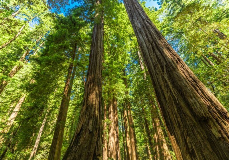Altura impressionante de sequoias em floresta verde