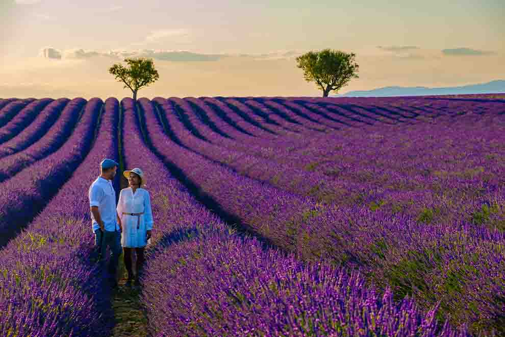 Casal caminhando em campo de lavanda ao pôr do sol.