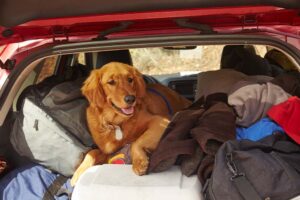 Cachorro golden retriever em mala de carro