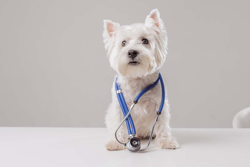 Cachorro branco com estetoscópio como médico