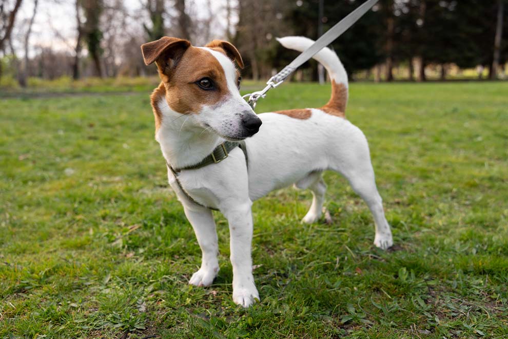 Cachorro de raça pequeno em parque verde