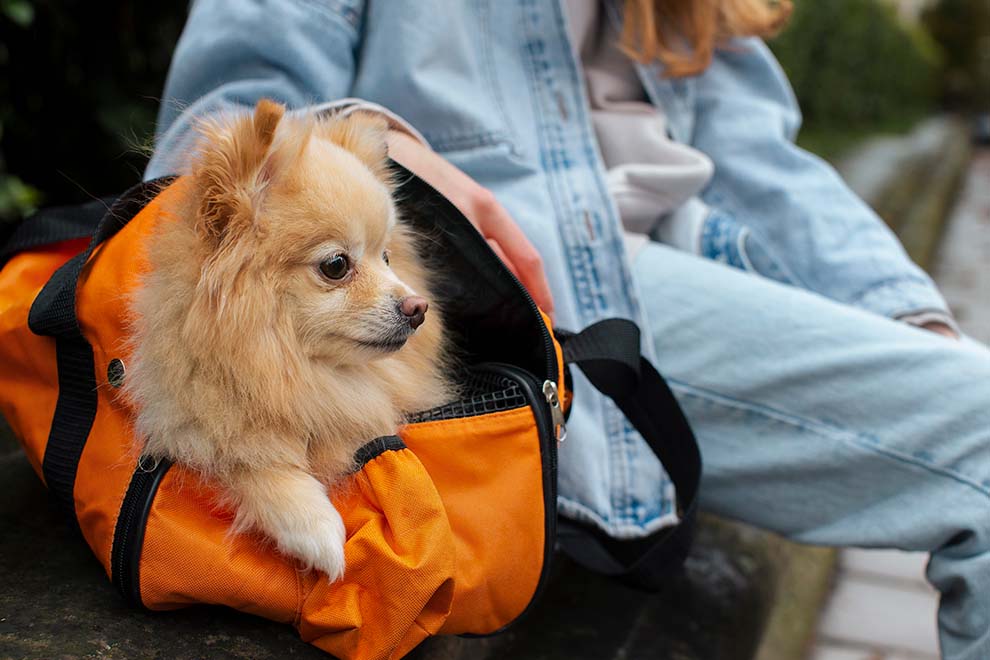 Cachorro Pomerânia em bolsa laranja ao ar livre