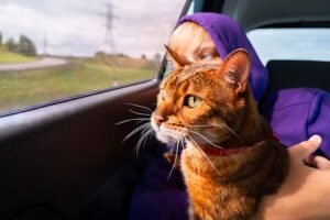 Gato bengal com colar em carro vendo pela janela
