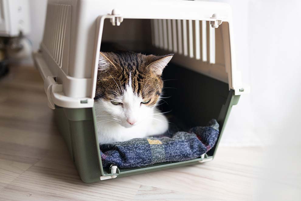 Gato descansando em caixa de transporte