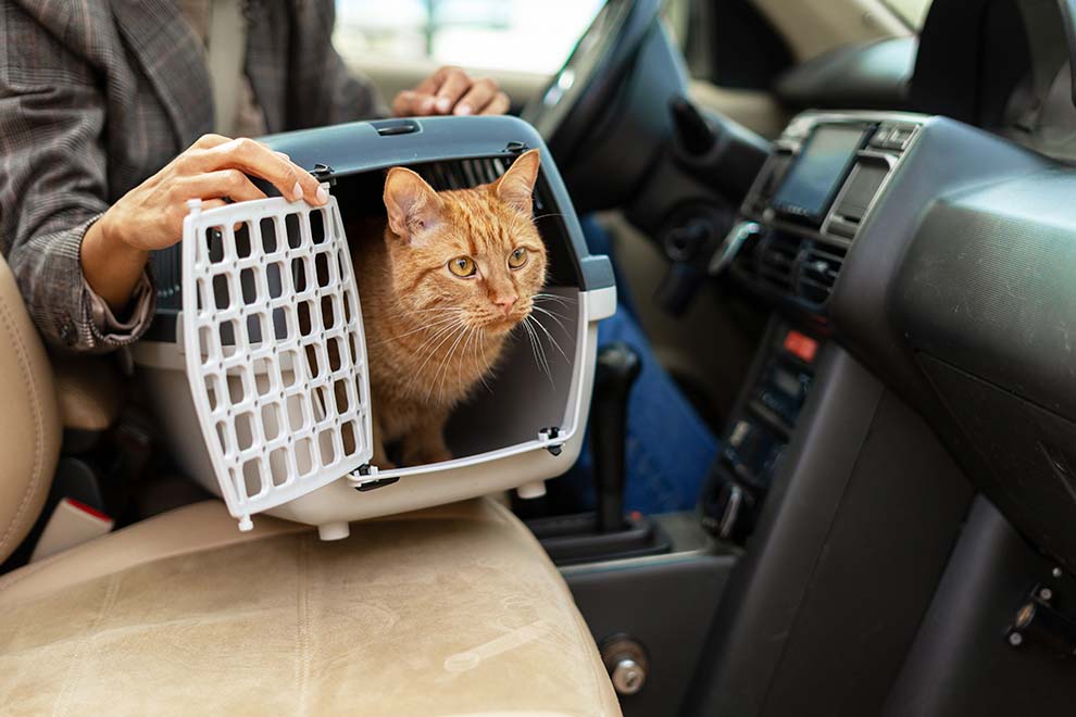 Gato laranja saindo de transportadora no carro